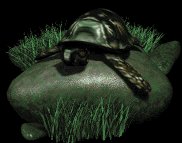 box_turtle_on_rock_lb.gif