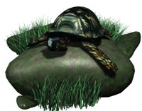 box_turtle_on_rock_hr.jpg