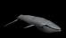swimming_sb.gif