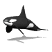 orca_swim_sw.gif
