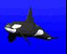 orca_swim_ssky.gif