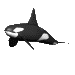 orca_swim_sc.gif