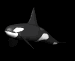 orca_swim_sb.gif