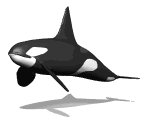 orca_swim_mw.gif