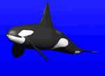 orca_swim_lsky.gif