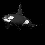 orca_swim_lc.gif