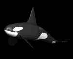 orca_swim_lb.gif