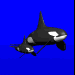 orca_baby_ssky.gif