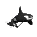 orca_baby_sc.gif