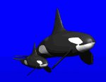 orca_baby_lsky.gif