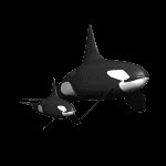 orca_baby_lc.gif
