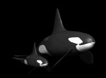 orca_baby_lb.gif