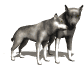 wolf_pair_rub_necks_sw.gif
