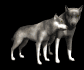 wolf_pair_rub_necks_sb.gif
