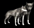 wolf_pair_rub_necks_mb.gif