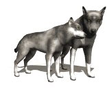 wolf_pair_rub_necks_lw.gif