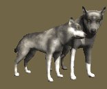 wolf_pair_rub_necks_lc.gif