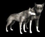 wolf_pair_rub_necks_lb.gif