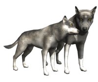 wolf_pair_rub_necks_hr.jpg