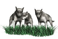 wolf_pack_lw.gif