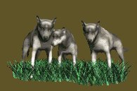 wolf_pack_lc.gif