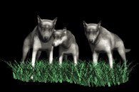 wolf_pack_lb.gif