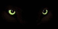 wolf_eyes_lb.gif