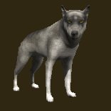wolf_blinking_lc.gif