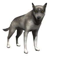 wolf_blinking_hr.jpg