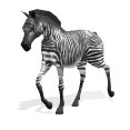 zebra_walking_lw.gif