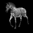 zebra_walking_lc.gif