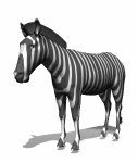zebra_headup_mw.gif