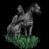 zebra_group_sb.gif