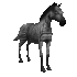 zebra_blinking_sc.gif