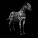 zebra_blinking_lb.gif