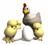 chicken_with_chics_ac_a_lw.gif