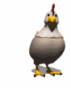 chicken_laying_eggs_mw.gif