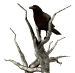 deadtree_crowwatch_sw.gif