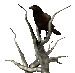 deadtree_crowwatch_sc.gif