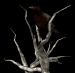 deadtree_crowwatch_sb.gif