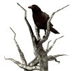 deadtree_crowwatch_mw.gif
