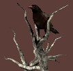 deadtree_crowwatch_mc.gif