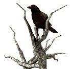deadtree_crowwatch_lw.gif