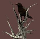 deadtree_crowwatch_lc.gif