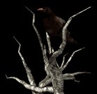deadtree_crowwatch_lb.gif