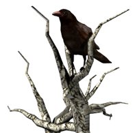 deadtree_crowwatch_hr.jpg