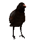 crowshuffle_sc.gif