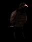 crowshuffle_sb.gif