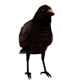 crowshuffle_mw.gif