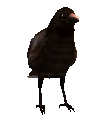 crowshuffle_mc.gif